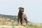 CANE CORSO 192